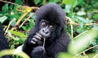 Cute face of an infant mountain gorilla in Volcanoes National Park Rwanda. Image credit: Gus Cheung